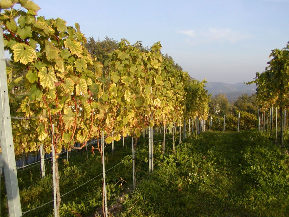 Weinviertel